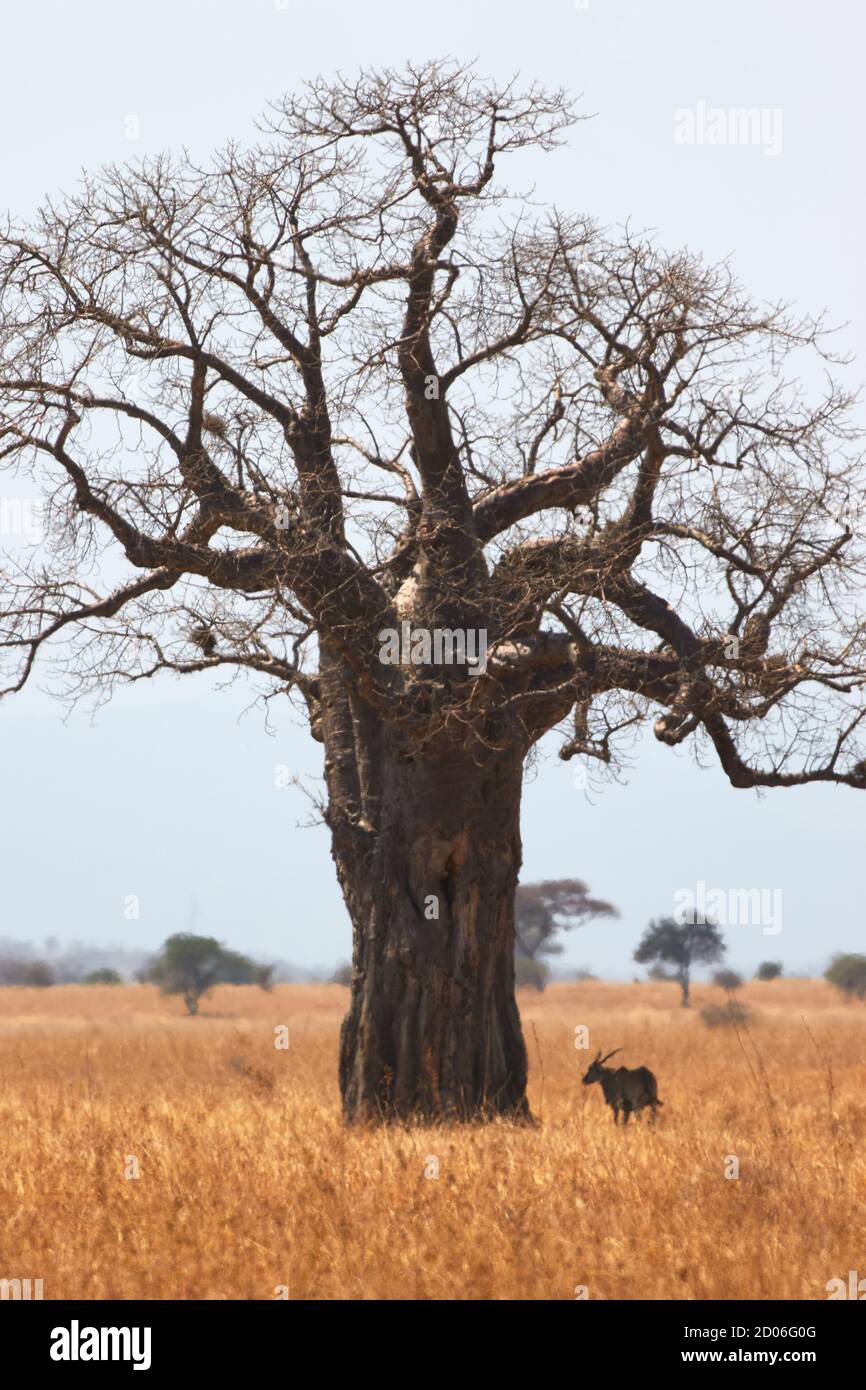 Une antilope africaine marche près d'un géant Baobab. Parc national du Serengeti, Tanzanie, Afrique. Banque D'Images