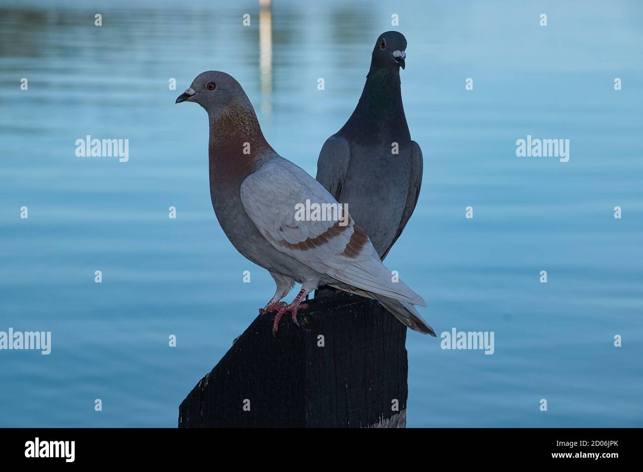 Paire de pigeons Banque D'Images