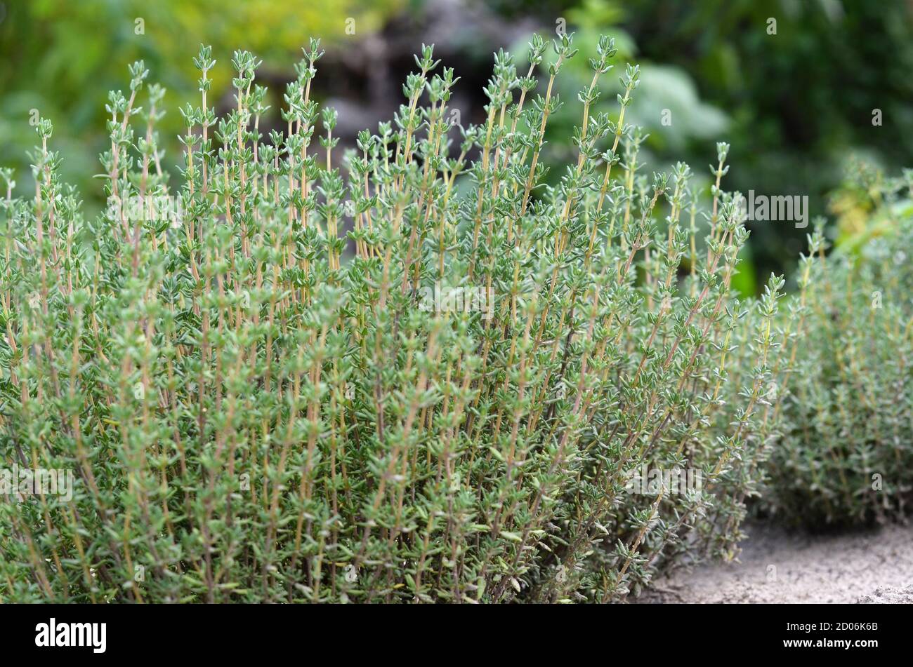 Thym ou Thymus vulgaris plante aromatique vivace. Bush de thym vert