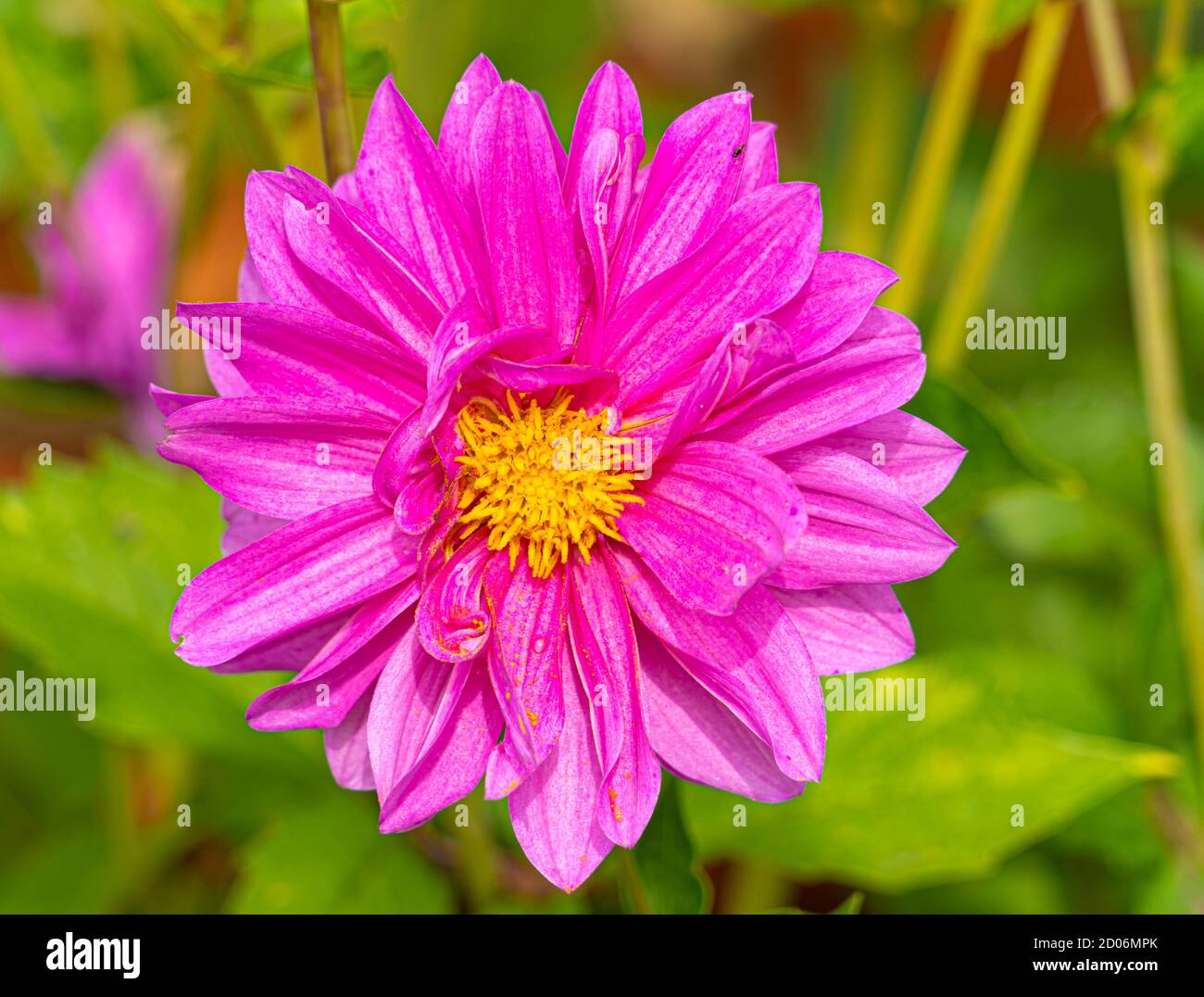 Fleur sauvage à grande tête orange et violet et jaune de couleur vive gros plan sur la vue macro de bas niveau Banque D'Images