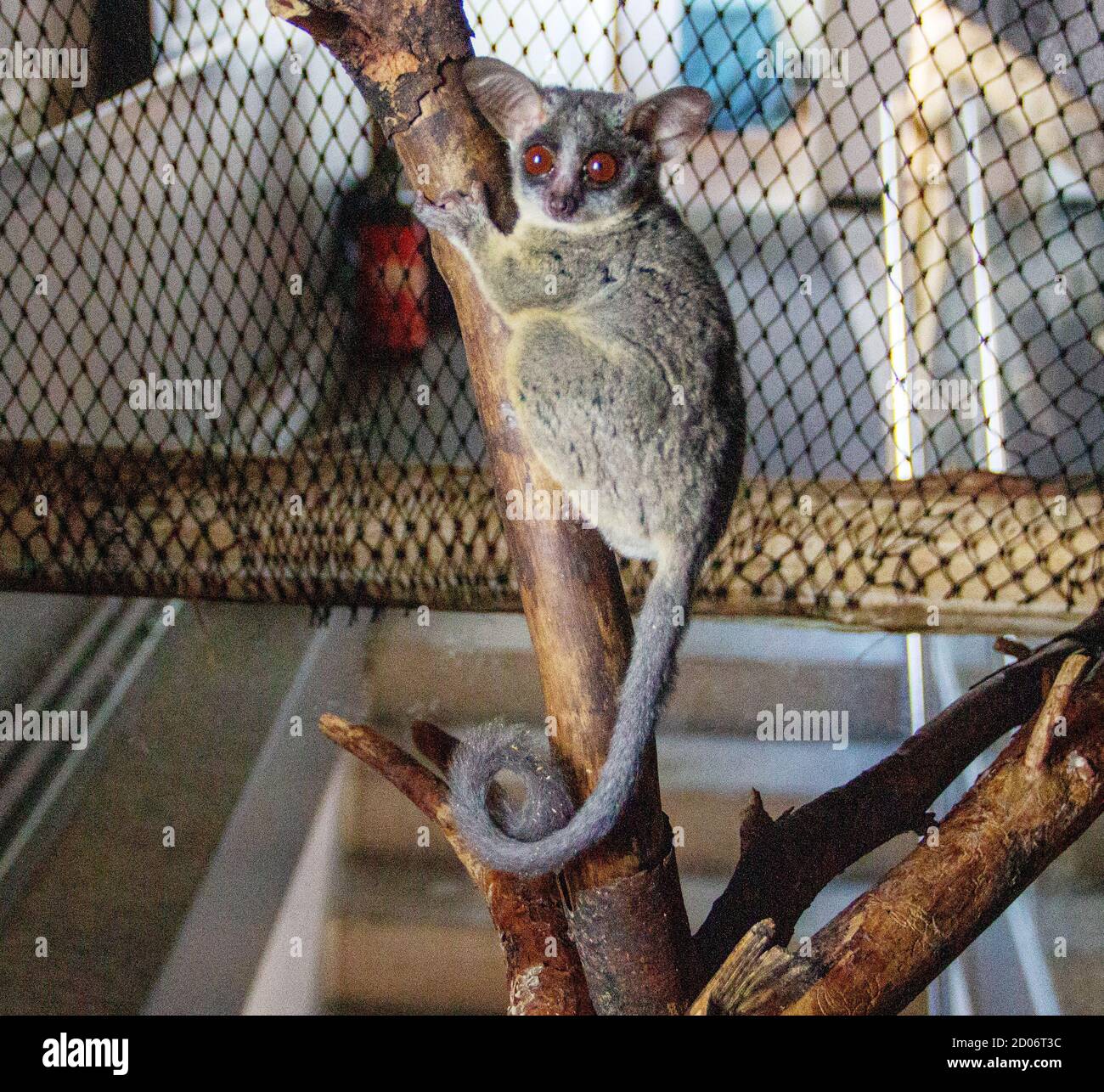 Vue latérale d'un galagos, également connu sous le nom de bébés de brousse ou nagapies, grimpant sur une branche Banque D'Images
