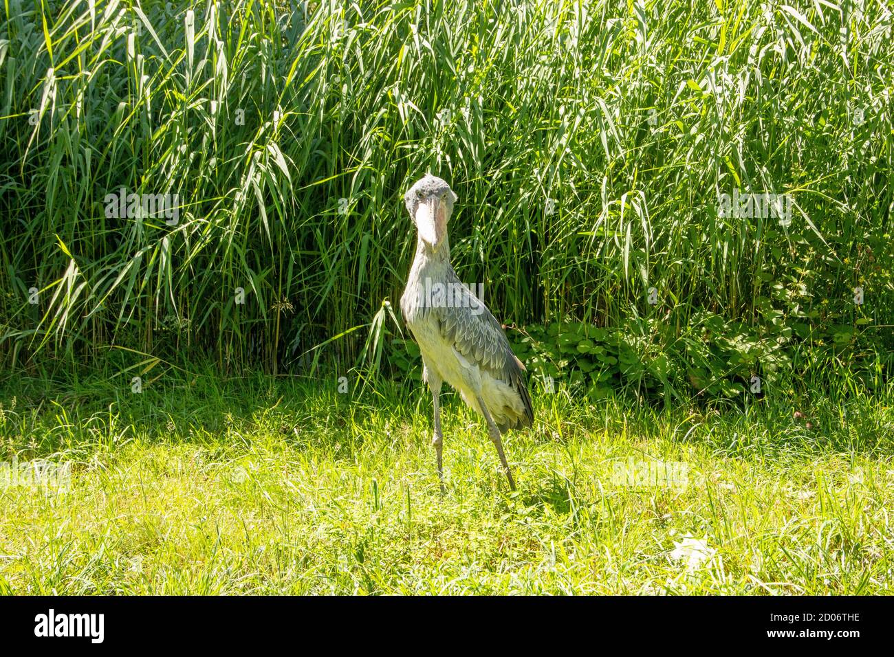 Le Shoebill, Balaeniceps rex, également appelé Abu Marzub, est un oiseau africain Banque D'Images