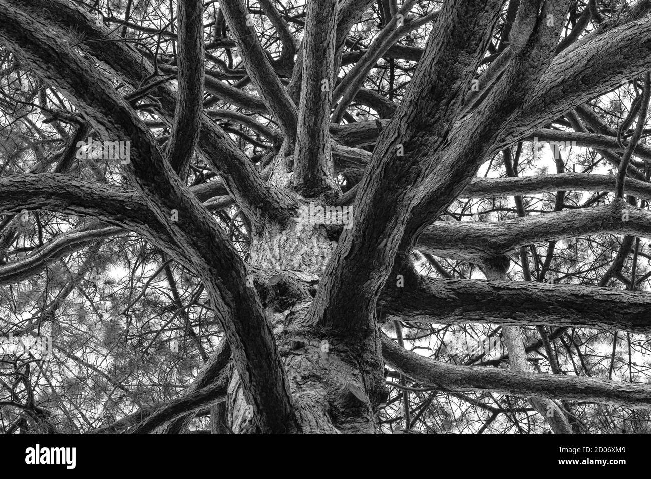 Grand tronc d'arbre avec branches sortant du centre pendant texture d'arrière-plan Banque D'Images