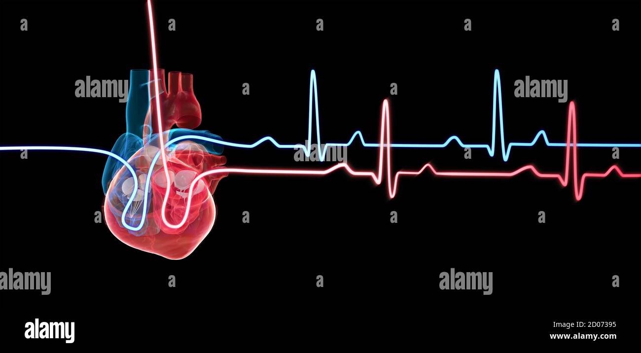 illustration 3d d'un cœur humain avec un tracé de cycle cardiaque. Banque D'Images