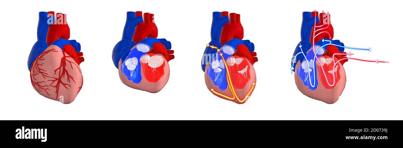 Système circulatoire et électrique du cœur humain, illustration 3d. Coupe transversale du cœur montrant les ventricules et les valves, et l'électricité (cond Banque D'Images