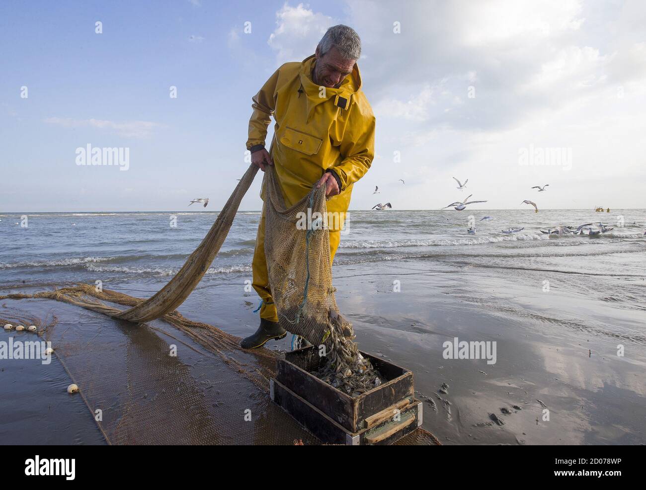 Pêcheur de crevettes à cheval Banque de photographies et d’images à haute résolution Alamy