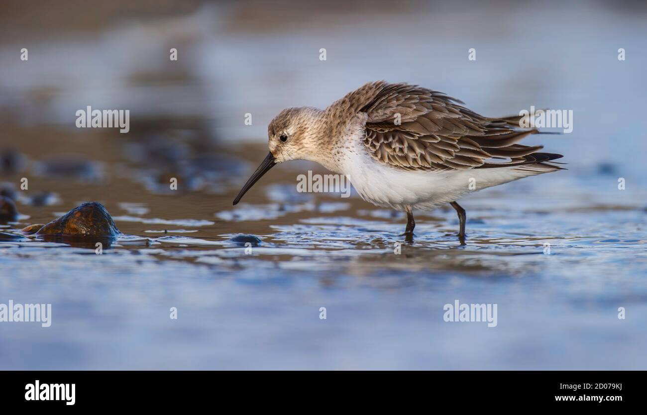 Dunlin Calidris alpina se nourrissant dans une piscine saline sur la côte nord de Norfolk à Salthouse. Banque D'Images