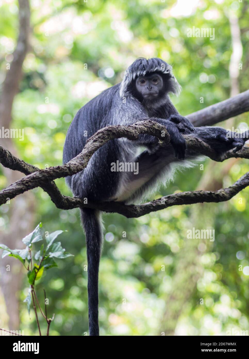 singe blanc-noir sur une branche d'arbre dans un zoo Banque D'Images