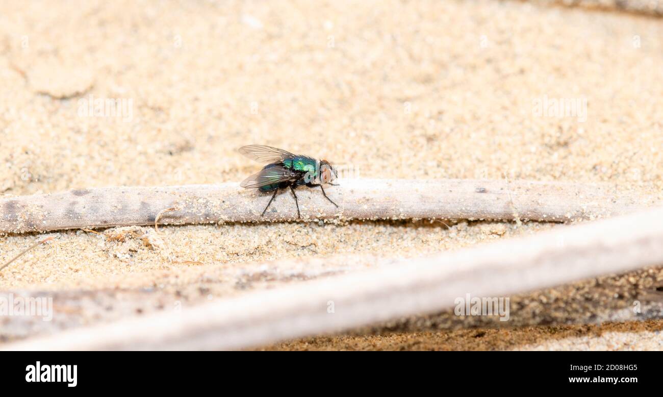 Mouche commune de Greenbottle (Lucilia sericata) À la recherche du Nectar perché sur un front de fer dans un marais du Colorado Banque D'Images