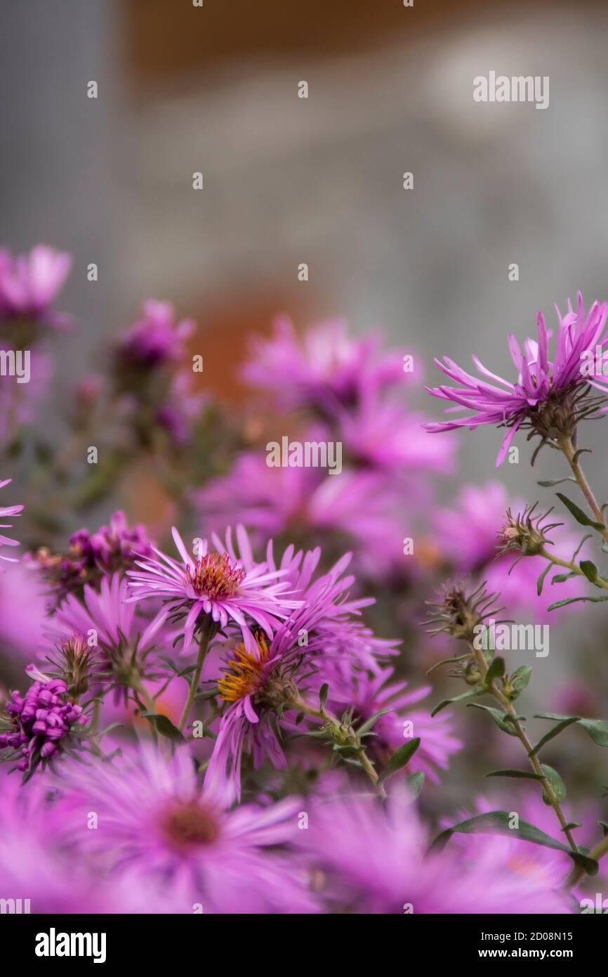 Aster aromatique violet ou fleur de Symphyotrichum oblongifolium dans le jardin Banque D'Images