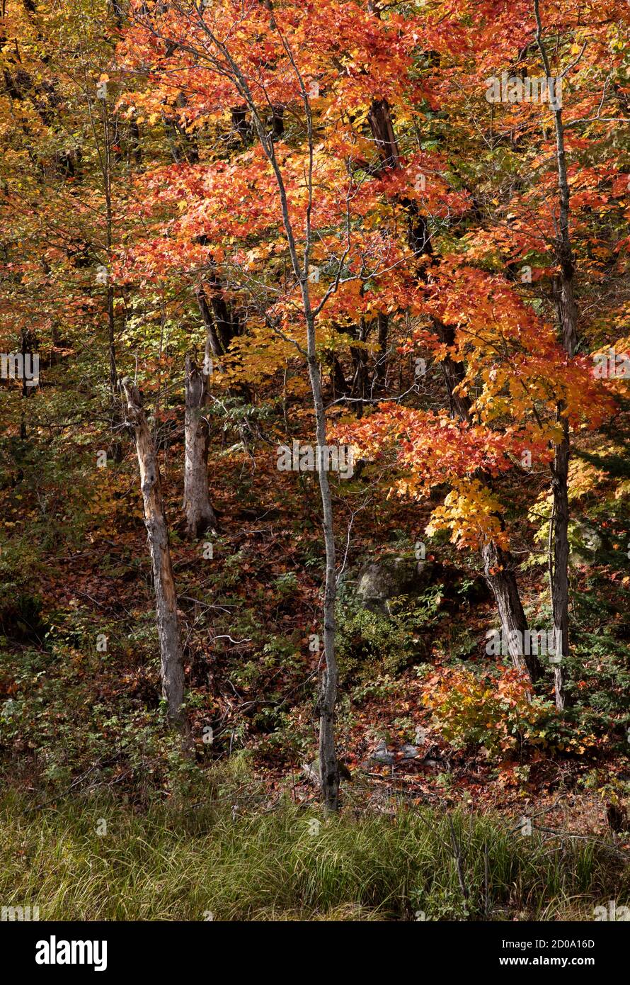 couleurs et lignes dans une forêt en automne Banque D'Images