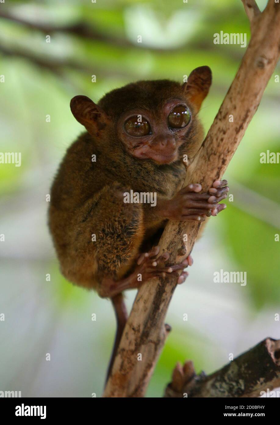 A tarsier, a species among the world's smallest primates, hugs a branch  after it was evacuated to a conservation centre at the tourist town of  Lobok, Bohol, in after an earthquake struck