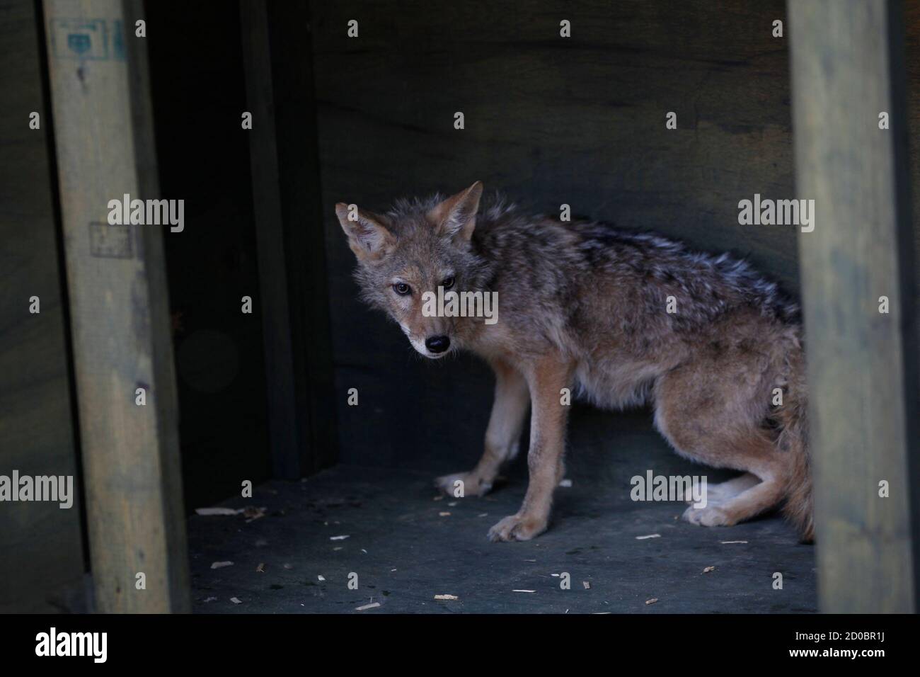 Hwang Woo Suk Banque D Image Et Photos Alamy