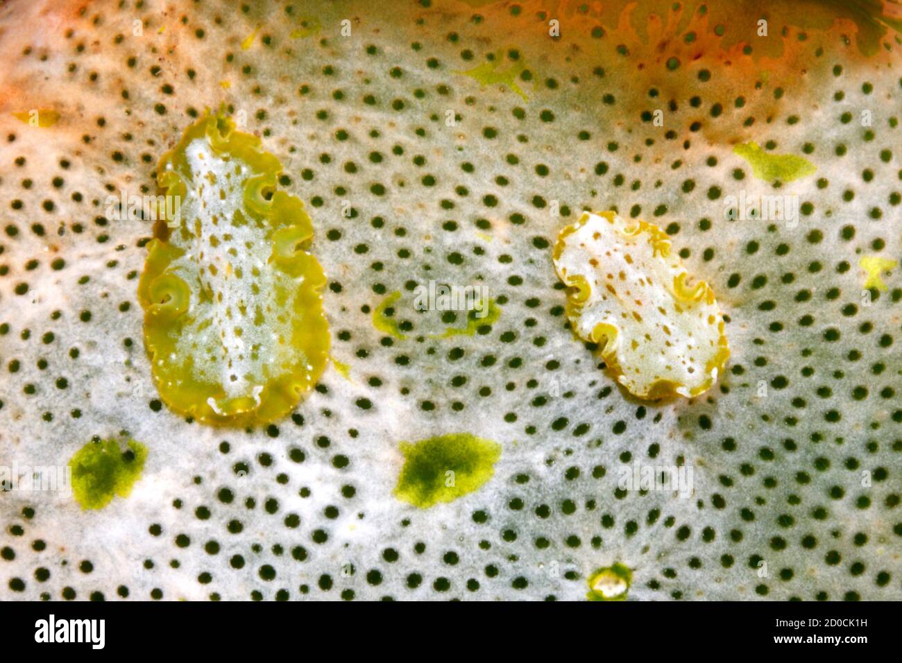Deux Flatworms marins, Ascidiophila alba ou Pseudoceros fuscomaculatus, vivant sur un ascidien, Didemnum molle. Tulamben, Bali, Indonésie. Mer de Bali, Banque D'Images