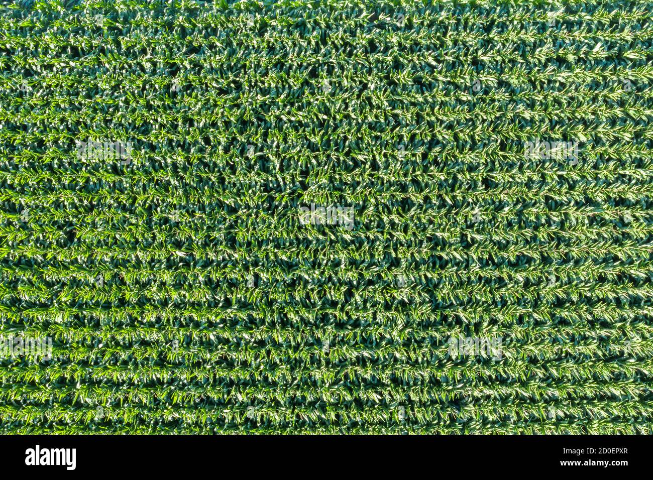 Champ de maïs grain arrière-plan drone vue aérienne photo copyspace Banque D'Images
