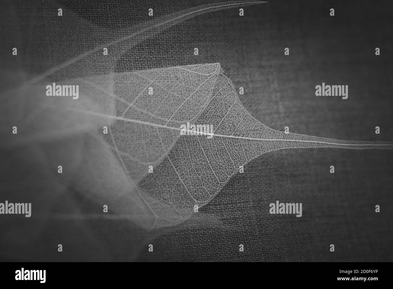 Feuille de squelette sur le lin gris. Mise au point sélective Banque D'Images