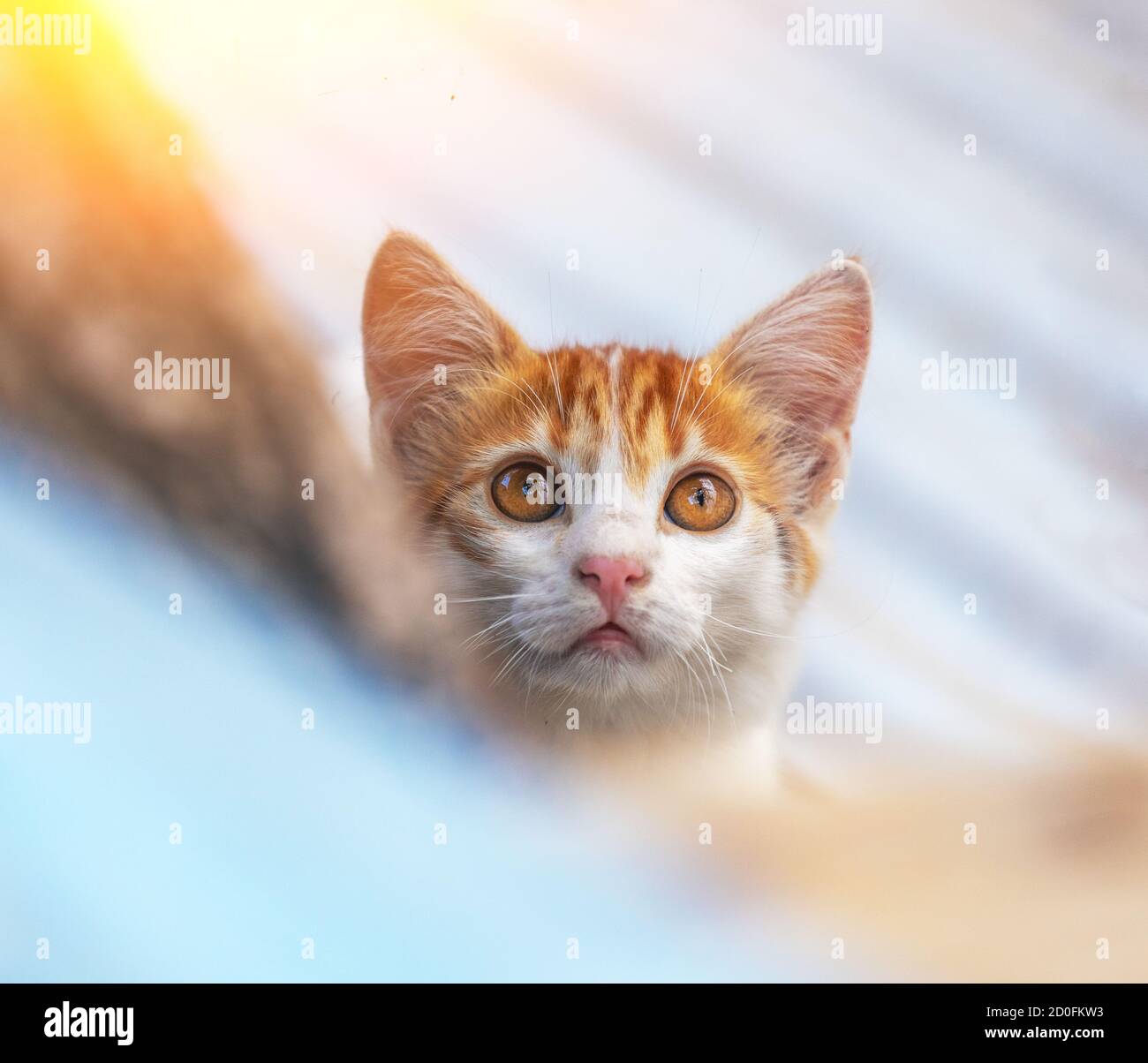 Chaton Blanc Banque D Image Et Photos Alamy