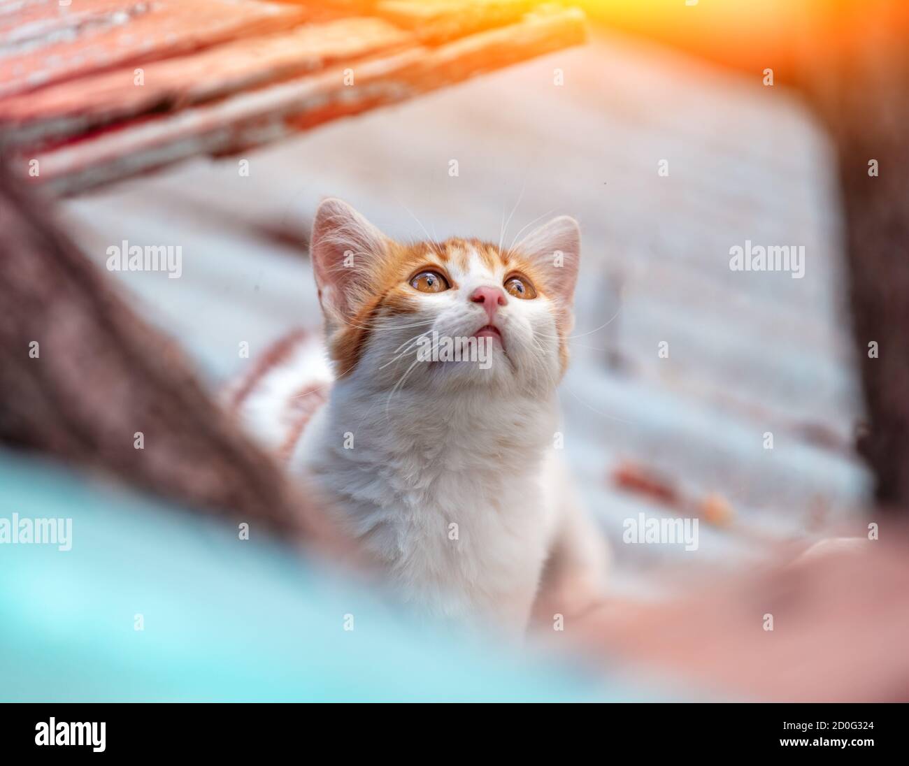 Chaton Blanc Banque D Image Et Photos Alamy