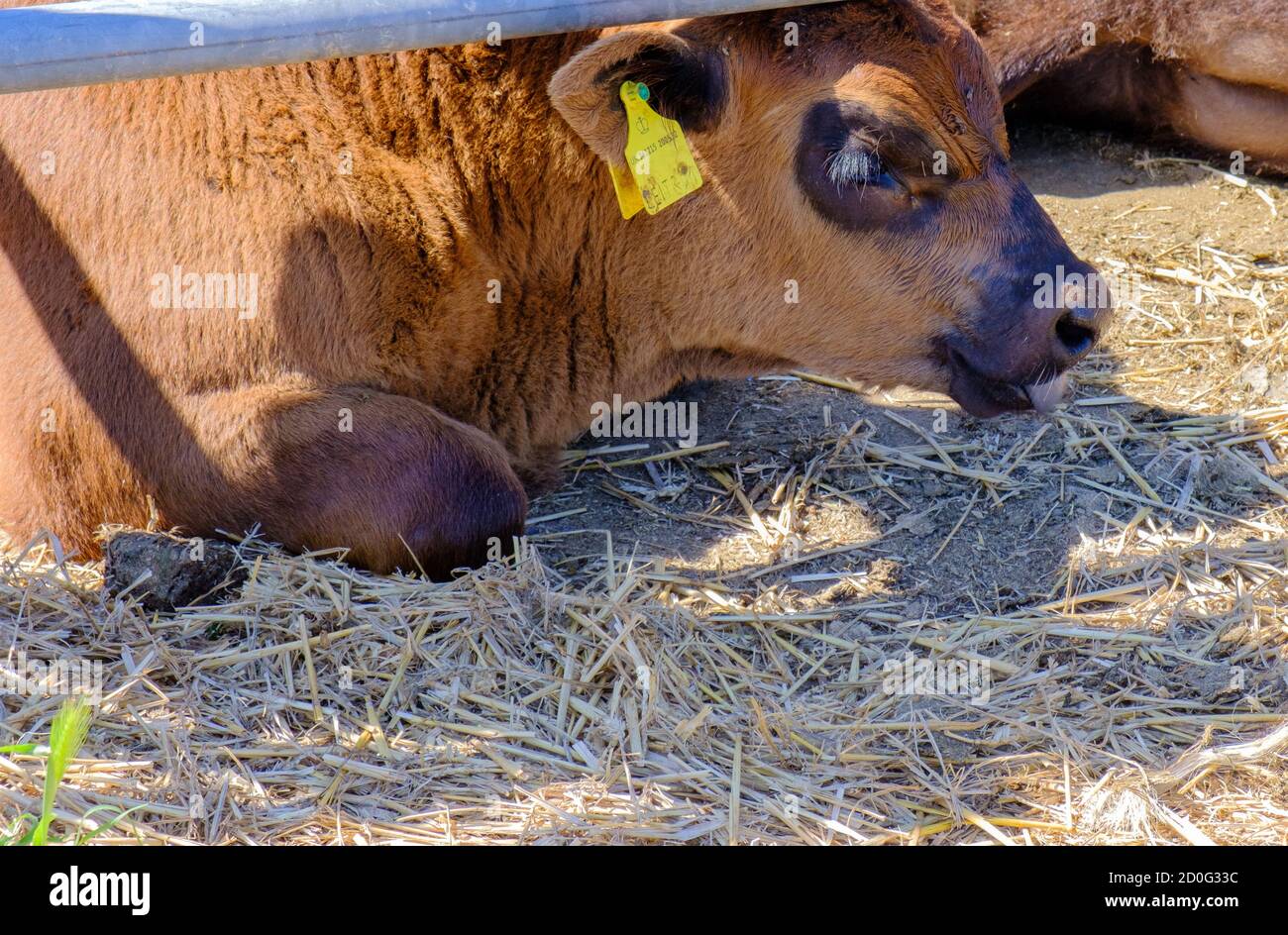 La vache marron clair avec une étiquette d'oreille se trouve dans le soleil chaud dans un stylo. Un peu de foin sur le sol. Pinner Park Farm, Pinner, Grand Londres Banque D'Images