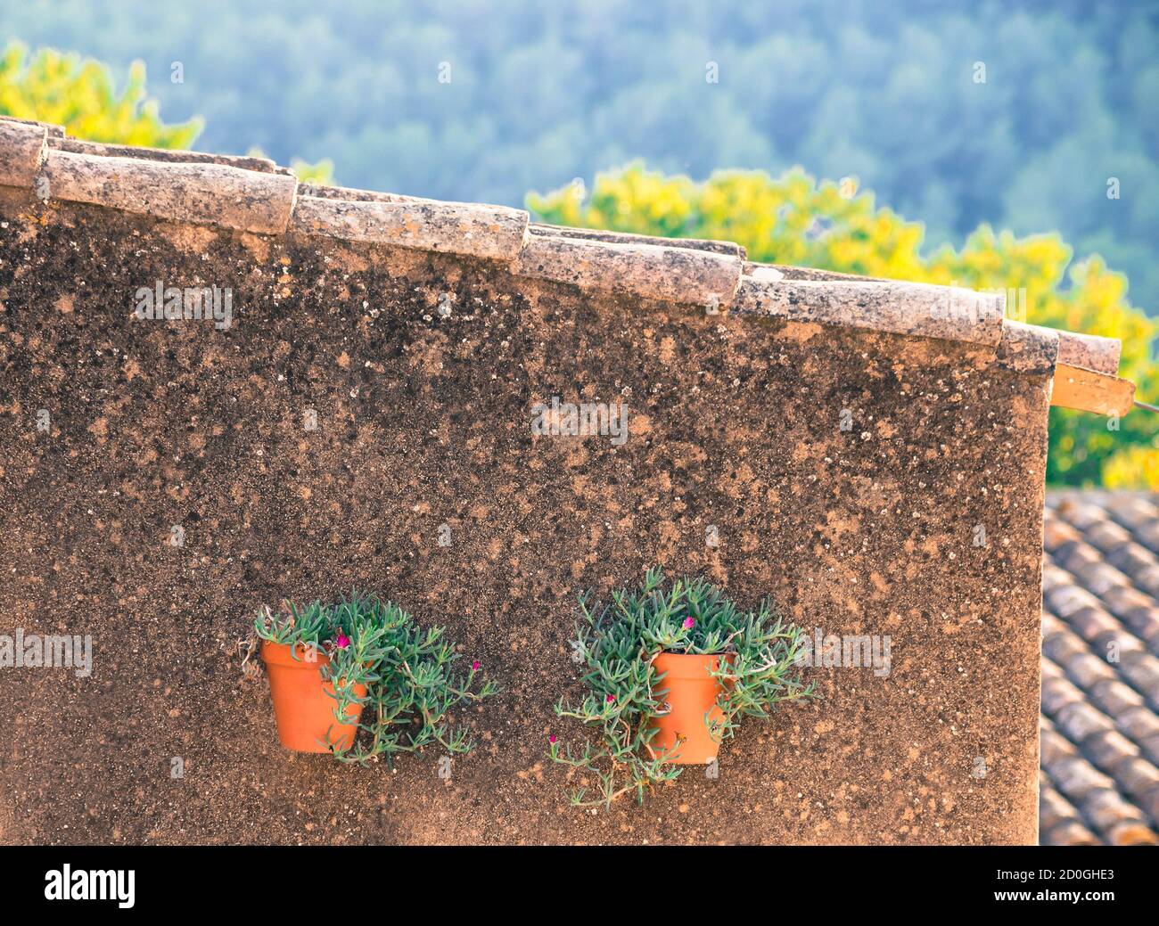 La fleur de cochon (Carpobrotus glaucescens) se trouve dans les pots du mur Banque D'Images