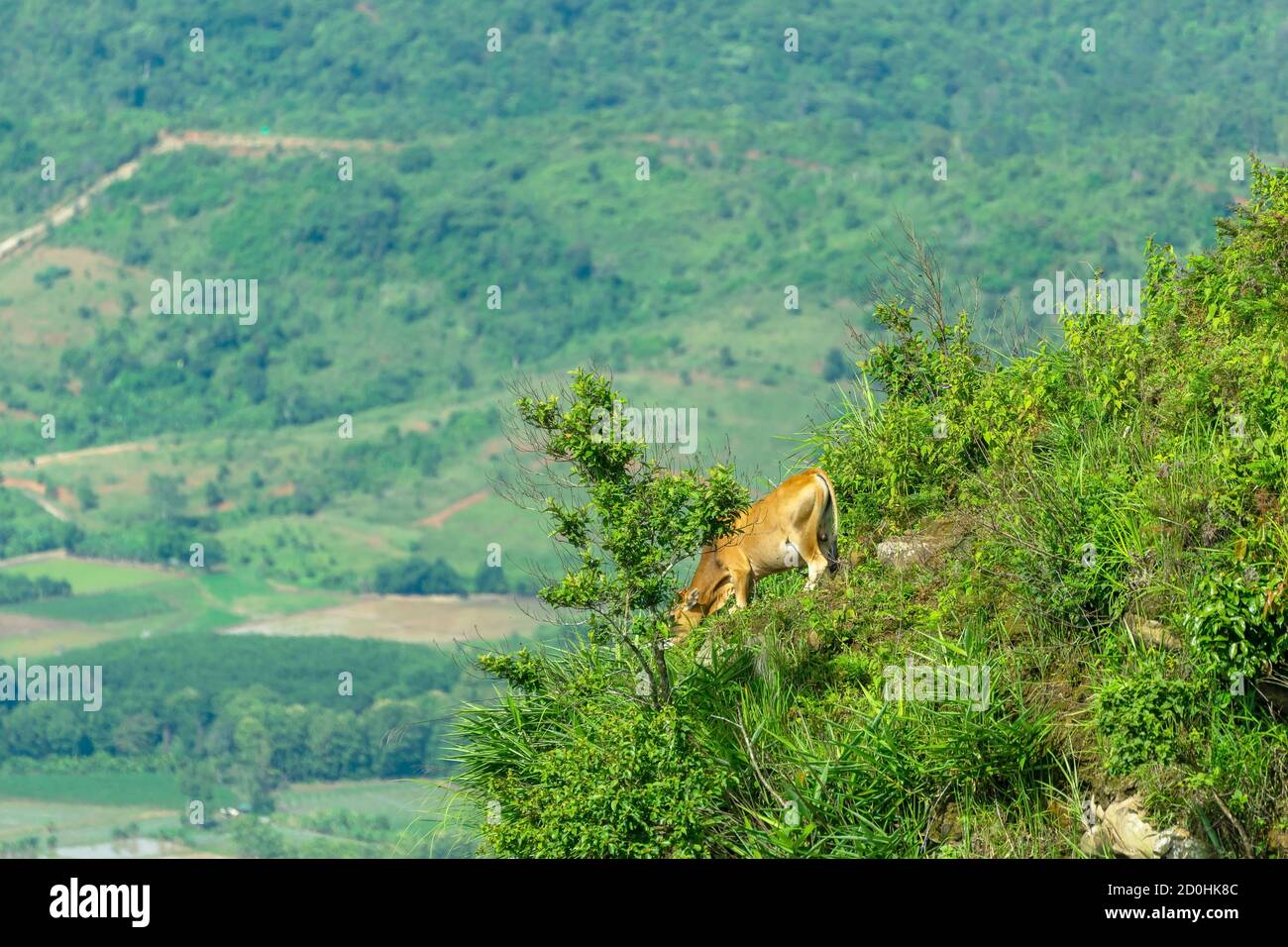 Un taureau risquait de marcher pour se brouter sur une falaise sur une colline escarpée. Banque D'Images Un taureau risquait de marcher pour se brouter sur une falaise sur une colline escarpée. Banque D'Images