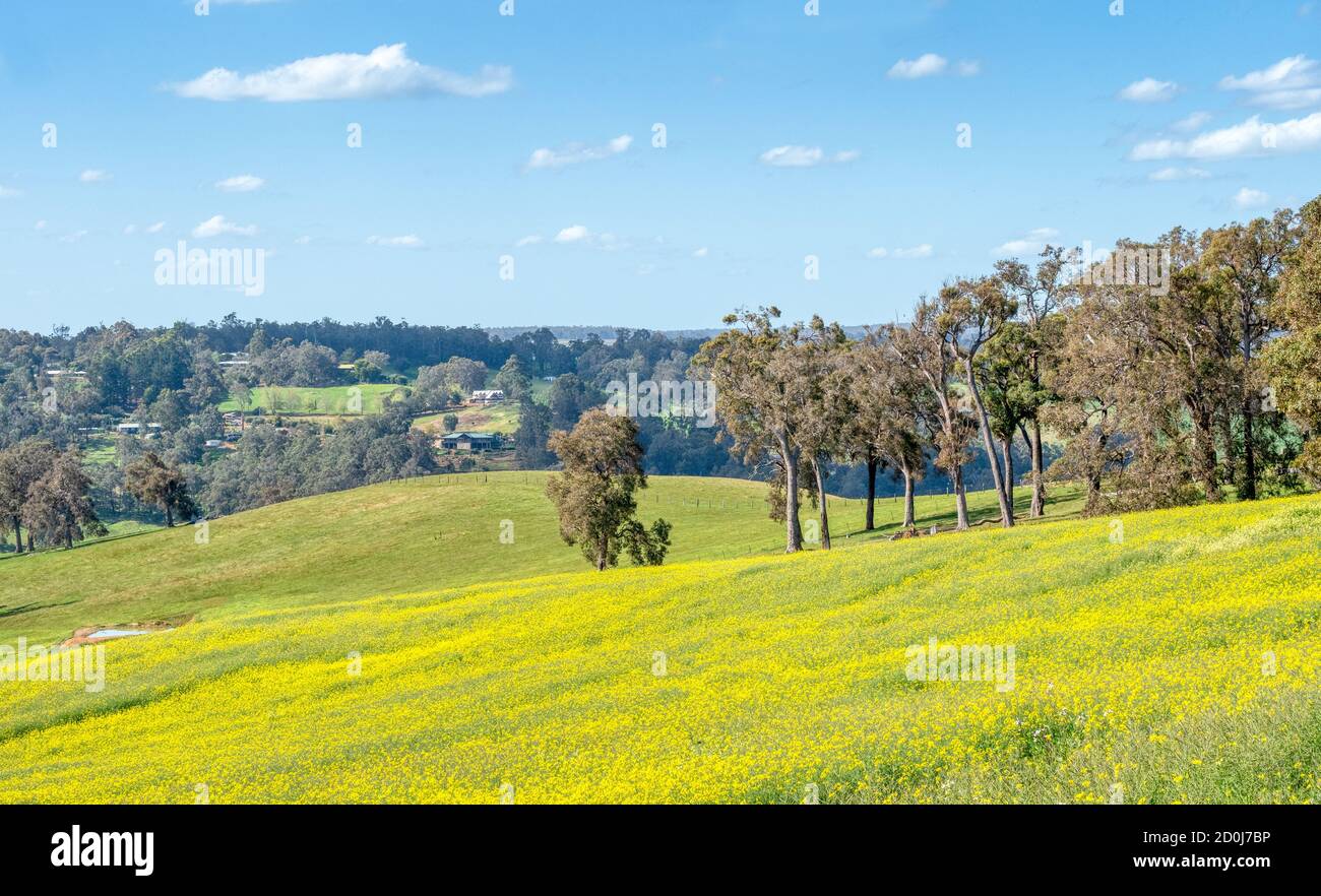 Les champs de canola se cultivant près de la ville de Bridgetown, dans l'ouest de l'Australie, au printemps. Banque D'Images