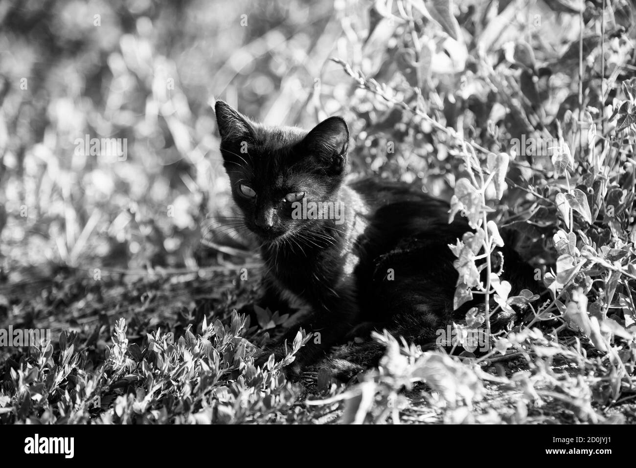 Petit chat noir couché sur l'herbe en été jour Banque D'Images