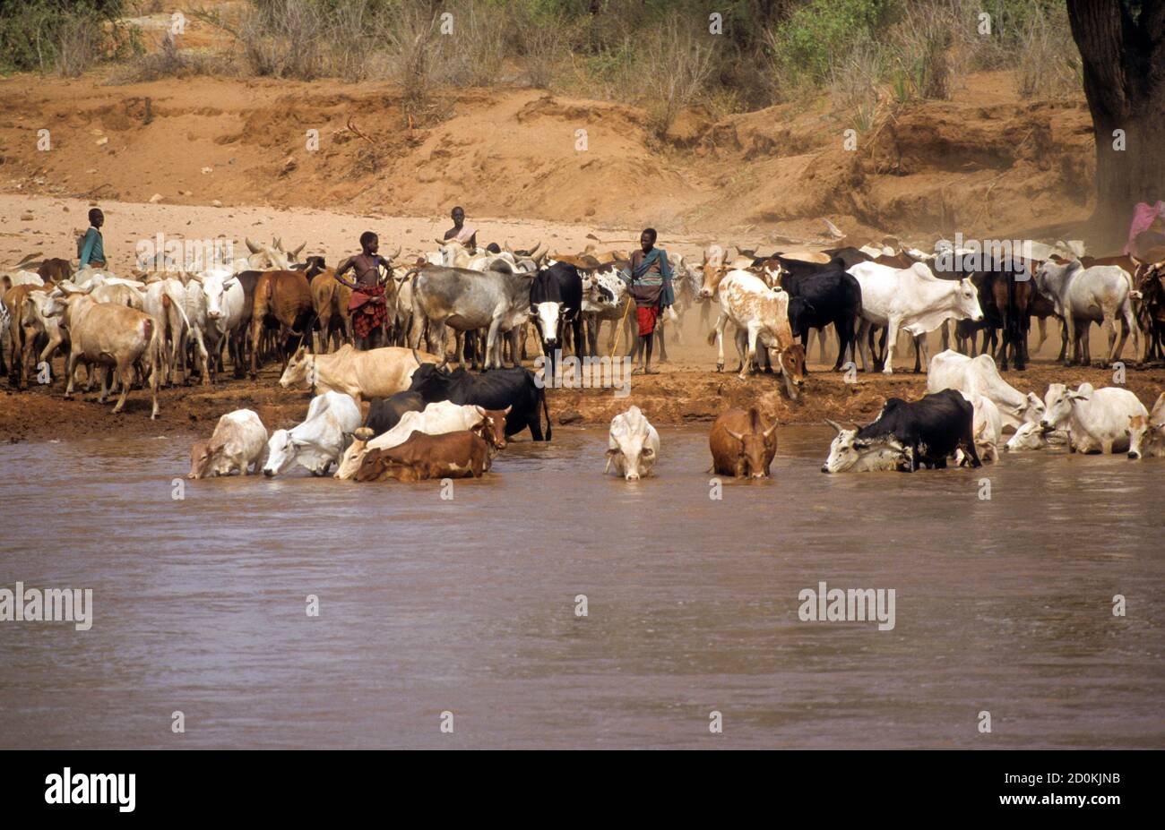 Samburu un troupeau de bétail vient boire la rivière Banque D'Images