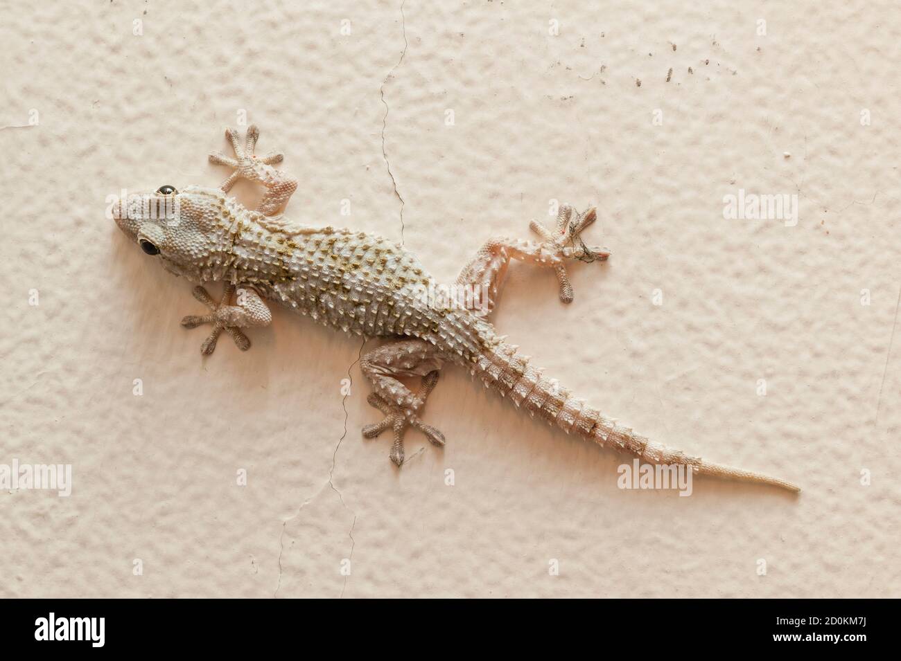 Maison grise Gecko vivant à l'intérieur d'une maison européenne Banque D'Images