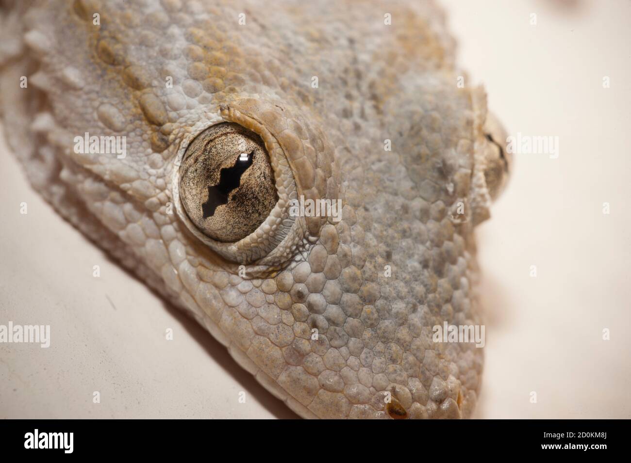Maison grise Gecko vivant à l'intérieur d'une maison européenne Banque D'Images