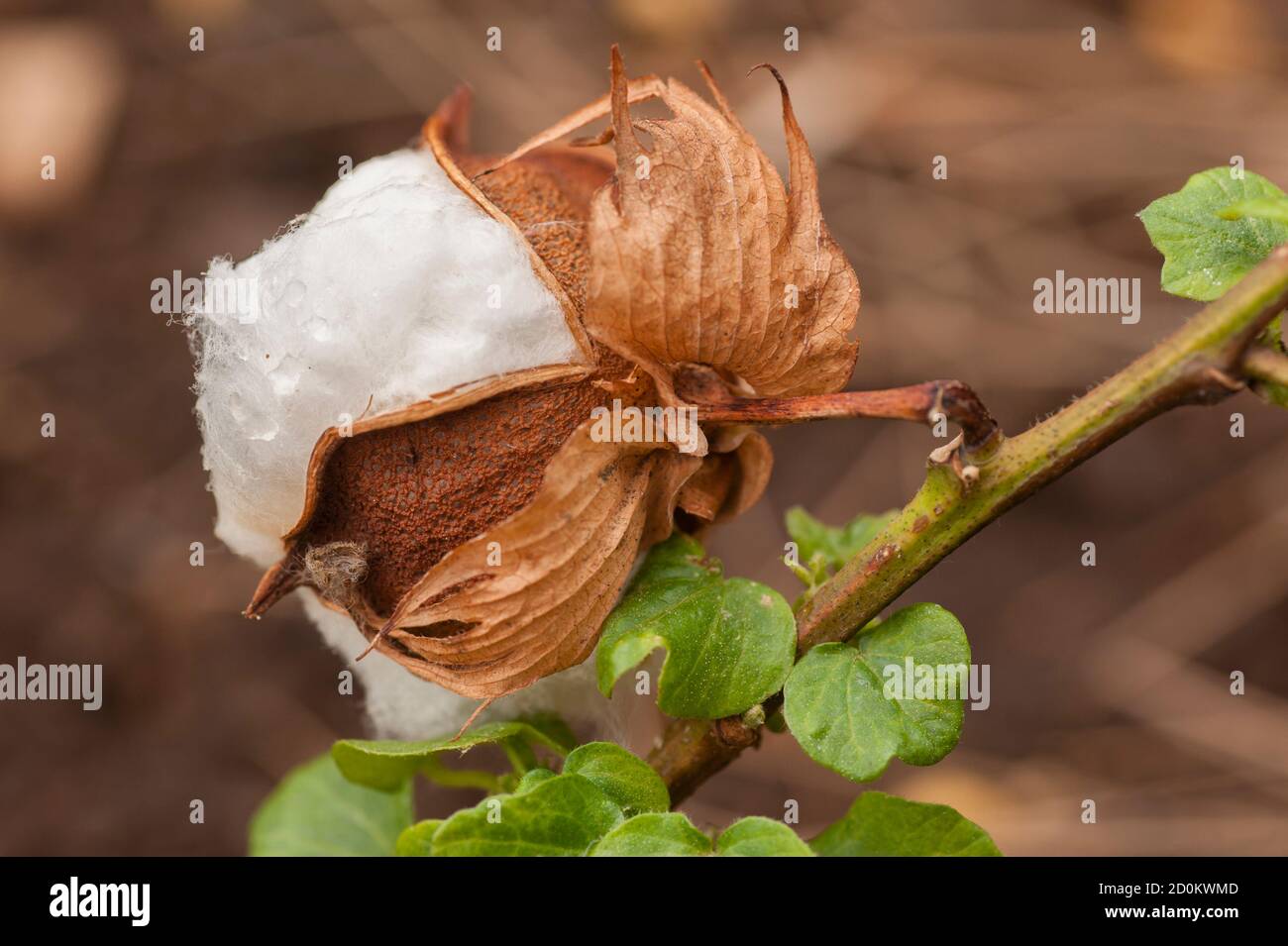 Bourgeon de fleurs exposé de Gossypium herbaceum, communément appelé coton Levant, espèce de coton originaire des régions semi-arides de l'Afrique subsaharienne an Banque D'Images