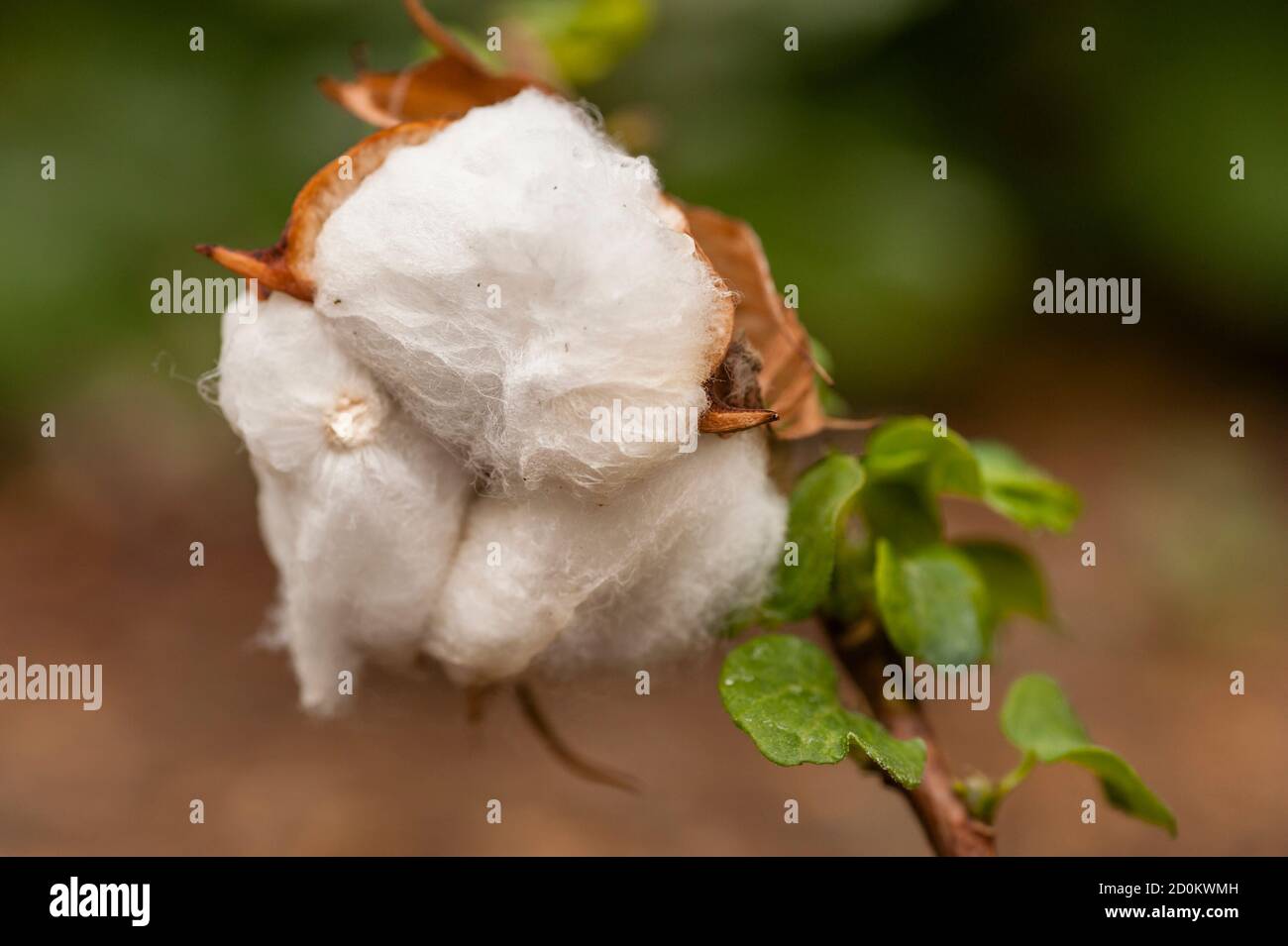 Bourgeon de fleurs exposé de Gossypium herbaceum, communément appelé coton Levant, espèce de coton originaire des régions semi-arides de l'Afrique subsaharienne an Banque D'Images