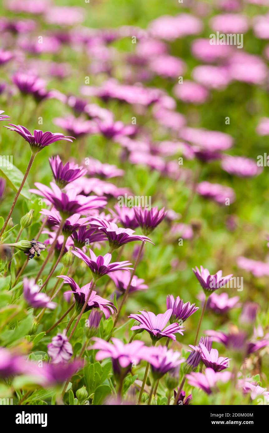 Marguerite de tournesol rose, Dimorphotheca, fleur pleine fleur Banque D'Images