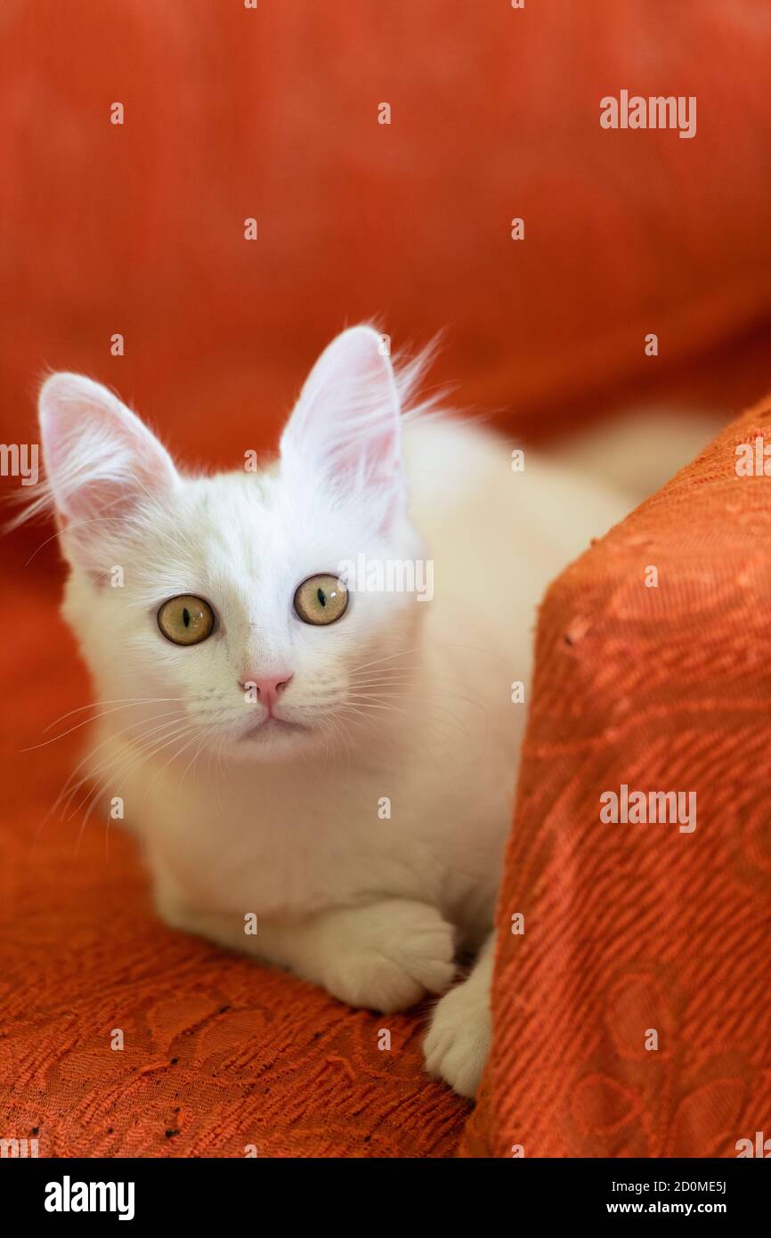 Chat blanc sur le canapé Banque D'Images