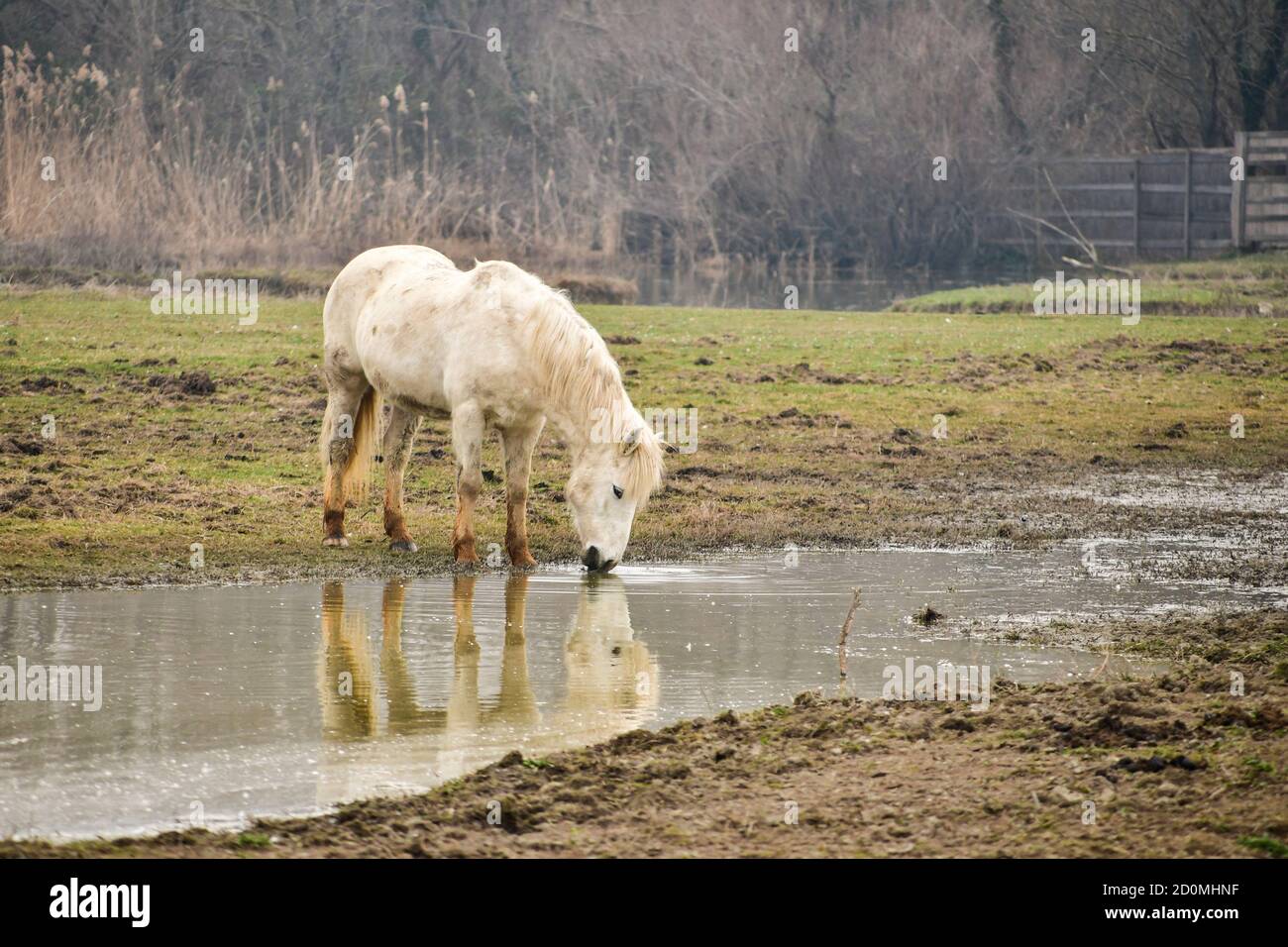 Cavallo bianco allo stato brado Banque D'Images