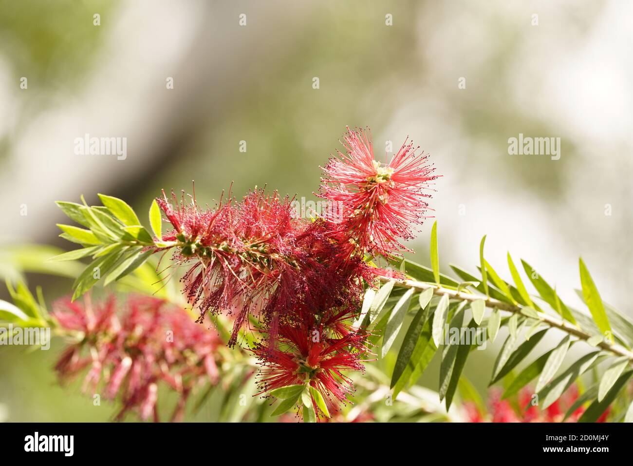 Endémique à l'Australie, l'emblématique arbuste à base de bottlebrushe rouge en fleur Banque D'Images