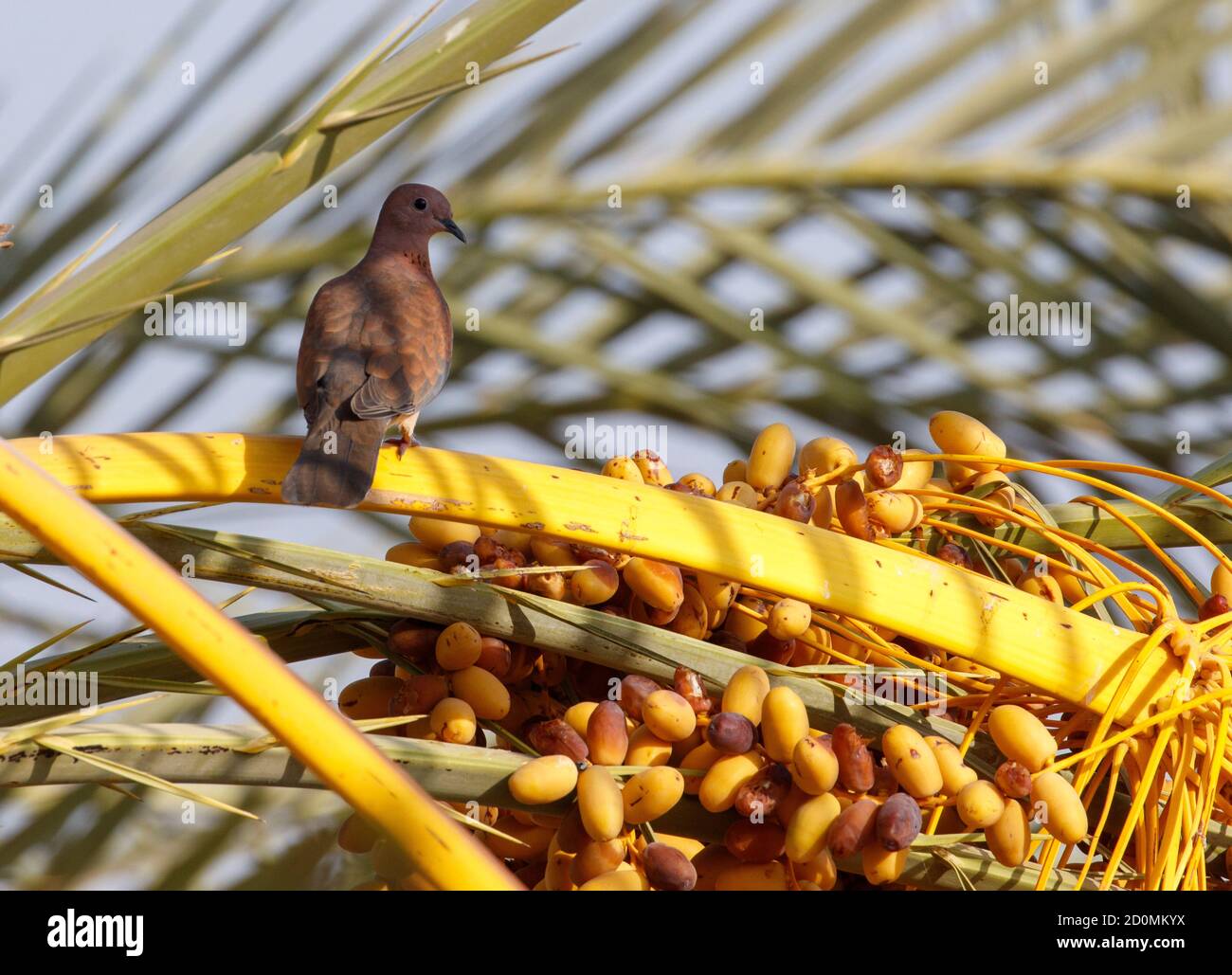 Colombe rieuse (Spilopelia senegalensis) sur le palmier dattier, oasis de Fayyoum, Égypte. Banque D'Images