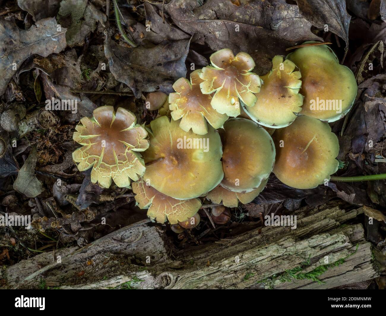 Hypholoma fasciculare aka Tuft de soufre, Tuft de soufre ou champignon de mélomane en grappes. Banque D'Images