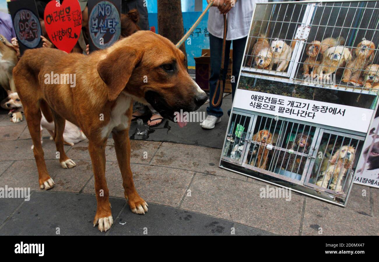 A dog rescued from a dog meat farm by animal right activists stands beside pictures of dogs in cages during a campaign to protest against the consumption of dog meat in Seoul A dog rescued from a dog meat farm by animal right activists stands beside pictures of dogs in cages during a campaign to protest against the consumption of dog meat in Seoul