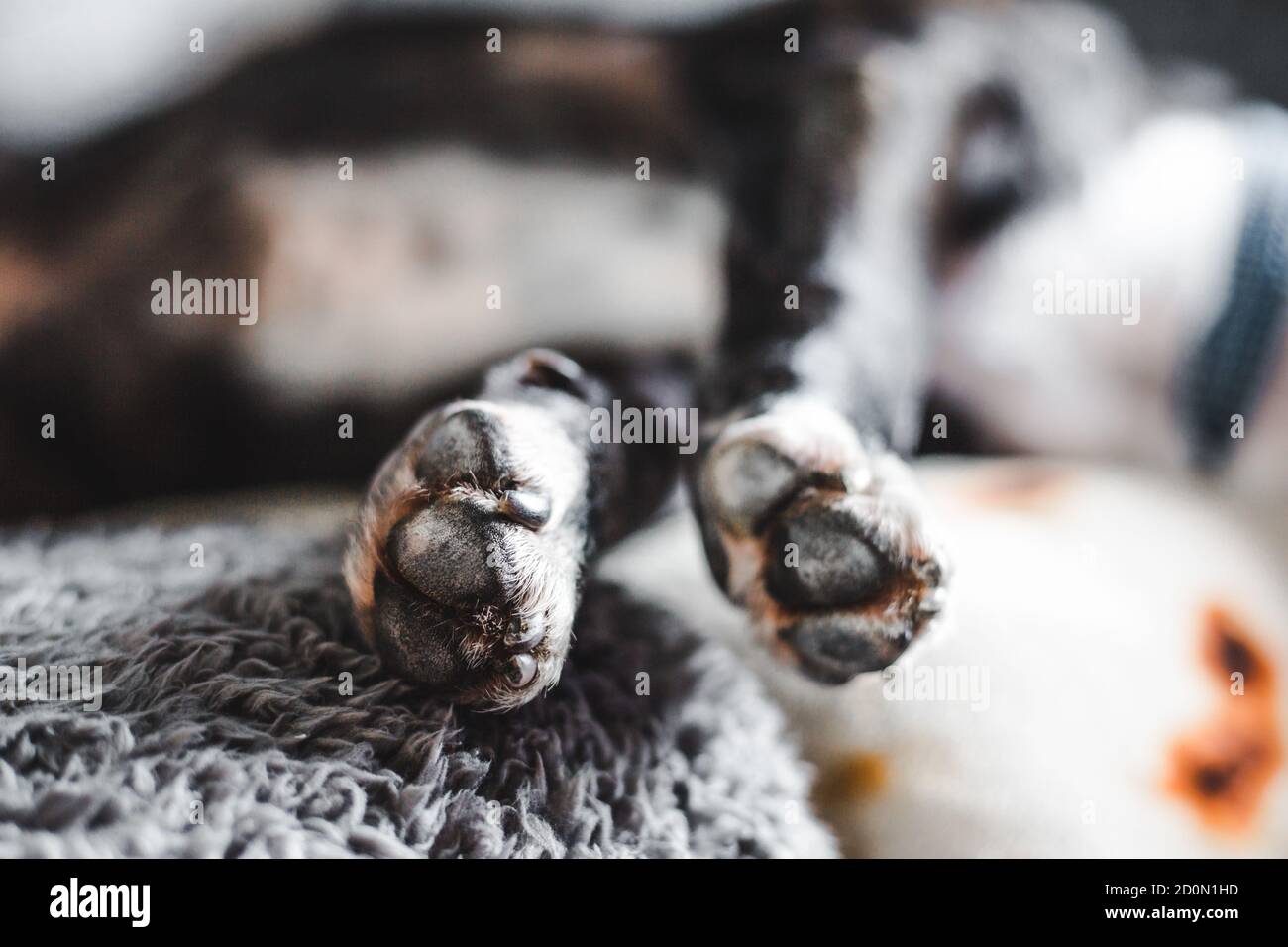 Gros plan du chien Bull terrier noir et blanc bringé Staffordshire les pattes, comme il dort, s'étirent sur le canapé Banque D'Images