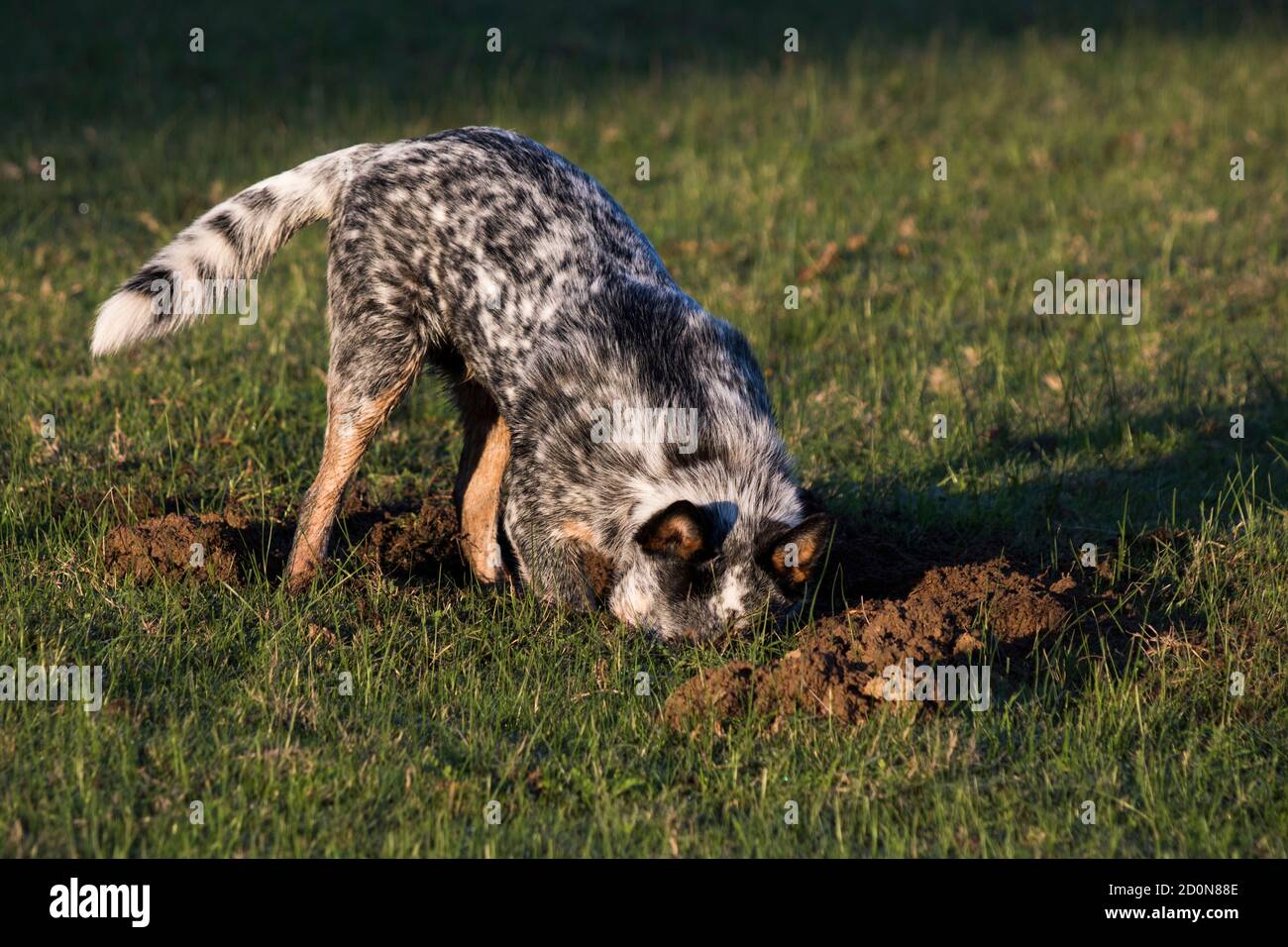 Chien d'élevage australien (chien d'élevage bleu) creuser un trou dans l'herbe Banque D'Images