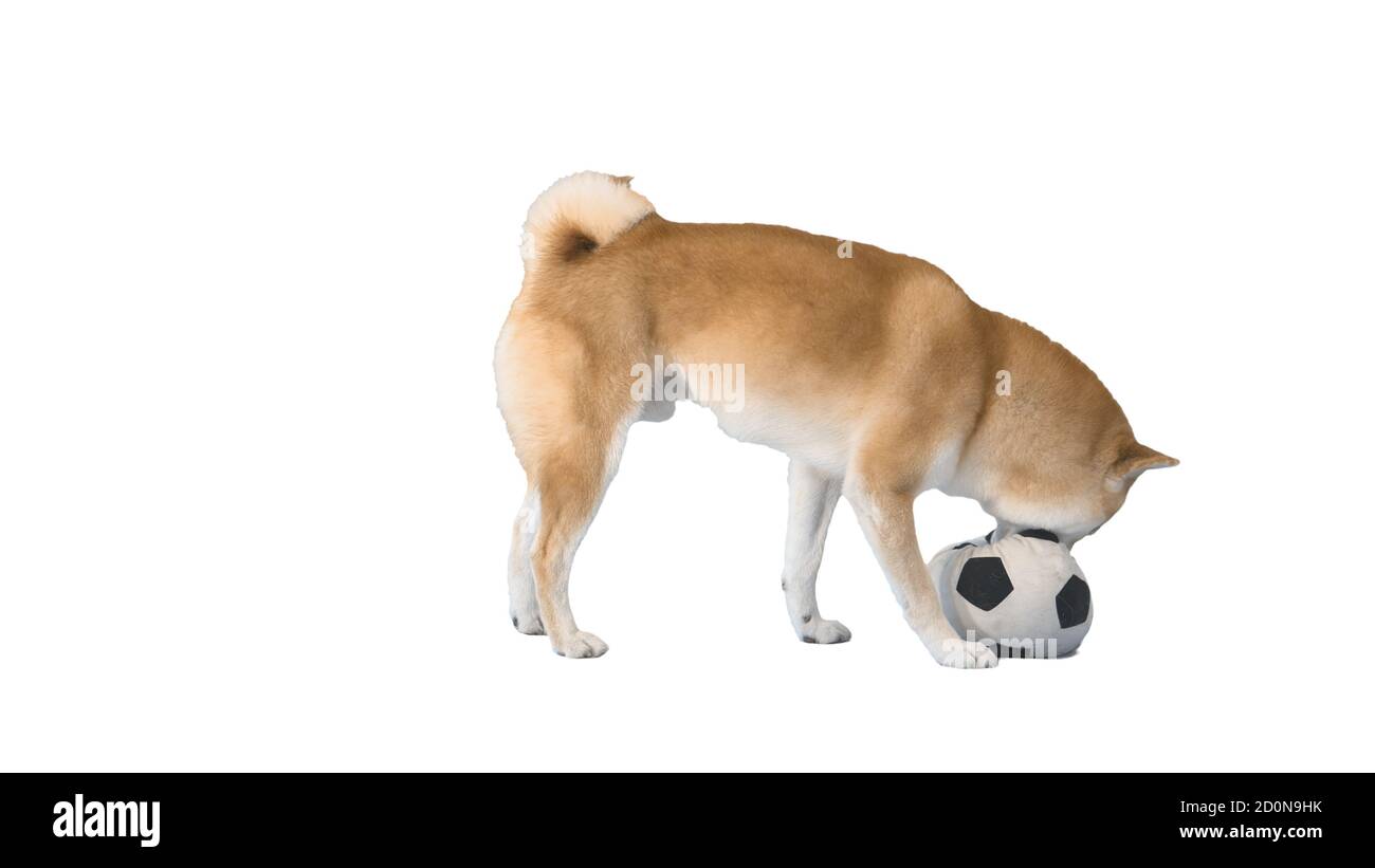 Shiba Inu jouant au ballon de football sur fond blanc. Banque D'Images
