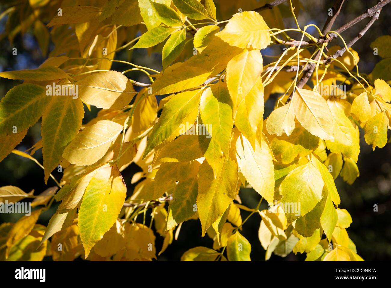 Feuilles jaunes d'un arbre annonçant l'automne Banque D'Images