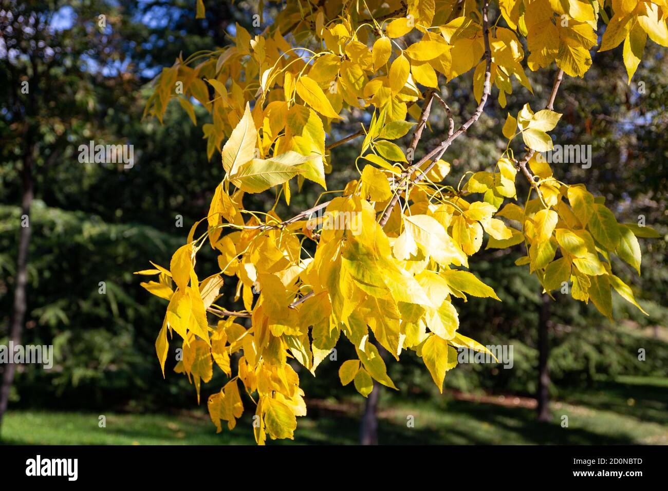 Feuilles jaunes d'un arbre annonçant l'automne Banque D'Images