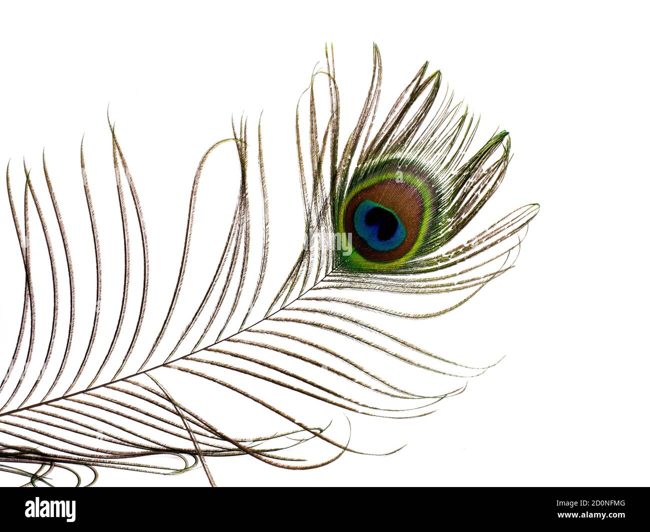Plume d'un paon isolé sur fond blanc Banque D'Images