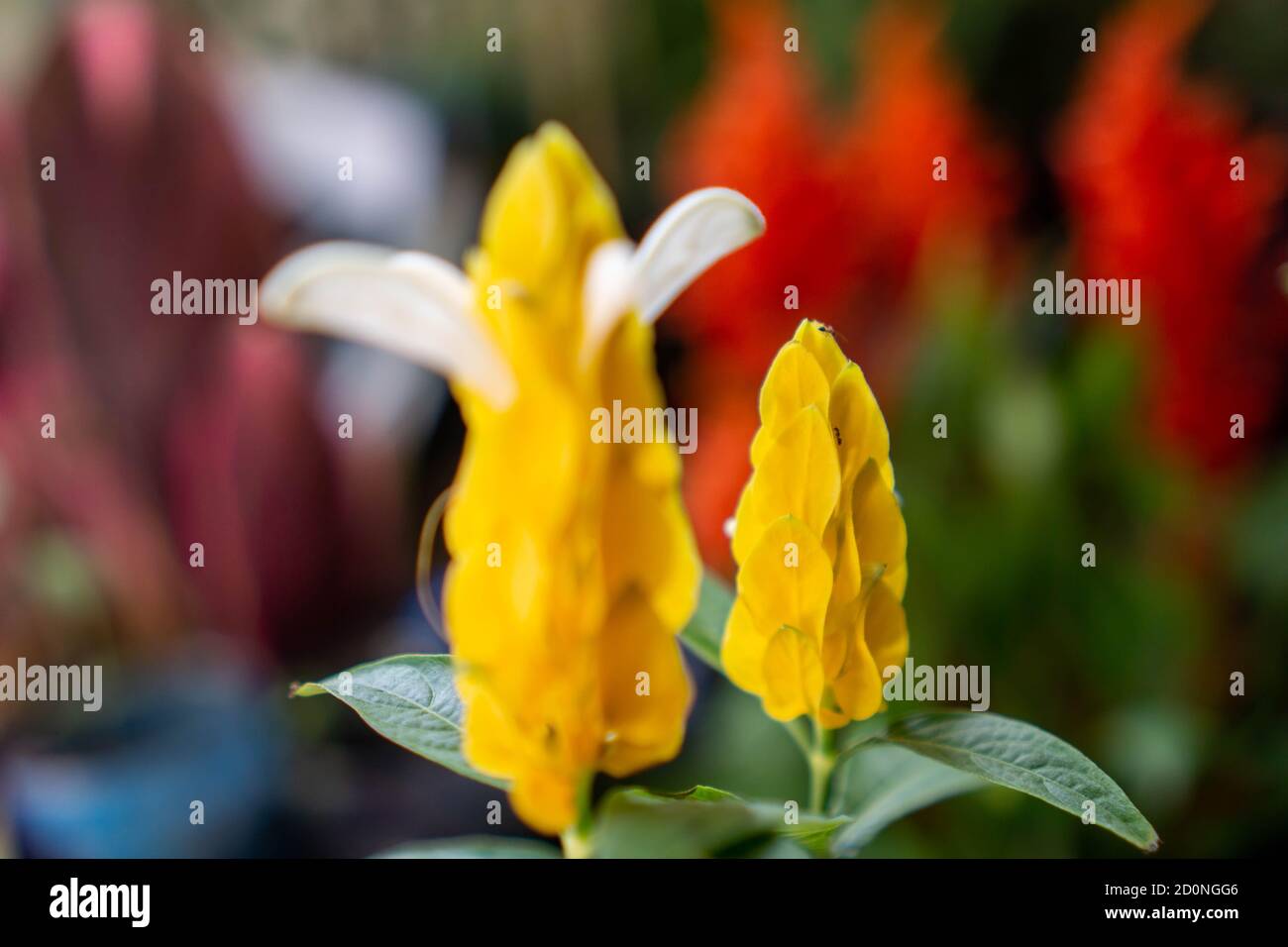 Pachystachys lutea, connu sous les noms communs de plante de lolipop et de crevette dorée, est une fleur jaune arbuste à tige douce et subatrotropicale Banque D'Images