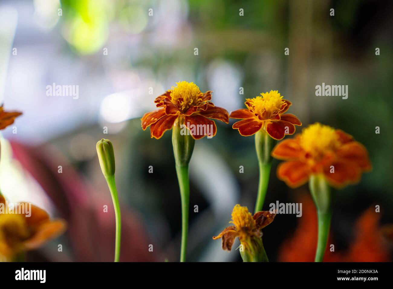 Tagetes patula, le marigot français est une espèce de plante florissante de la famille des pâquerettes, originaire du Mexique et du Guatemala et de la région tropicale Banque D'Images