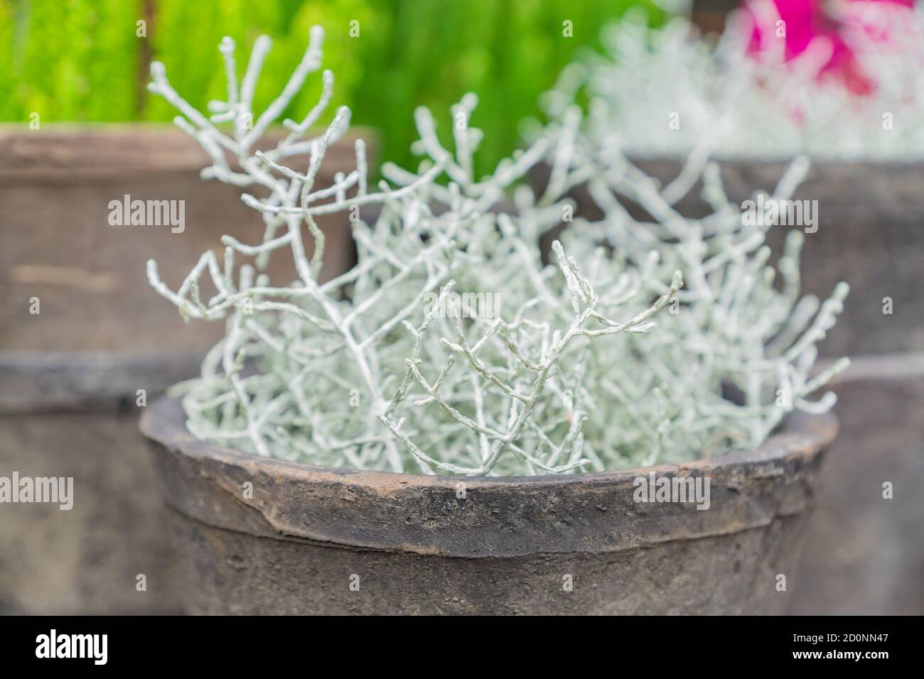 Arrose de la plante de Calocephalus dans le pot d'argile. Décoration intérieure et extérieure. Jardinage à la maison Banque D'Images