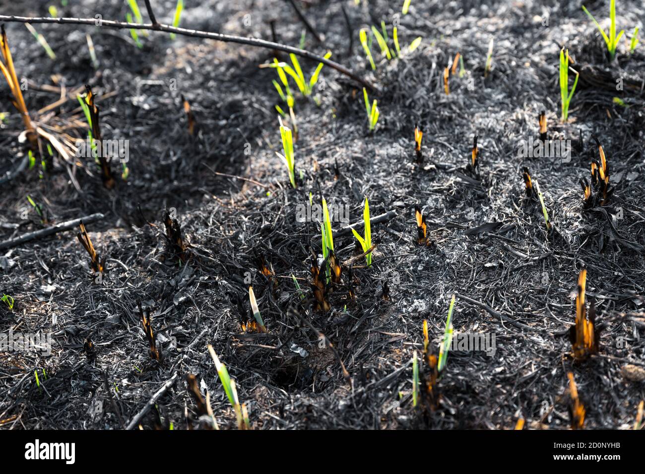 Les jeunes herbes vertes poussent du sol brûlé recouvert de cendres. Banque D'Images