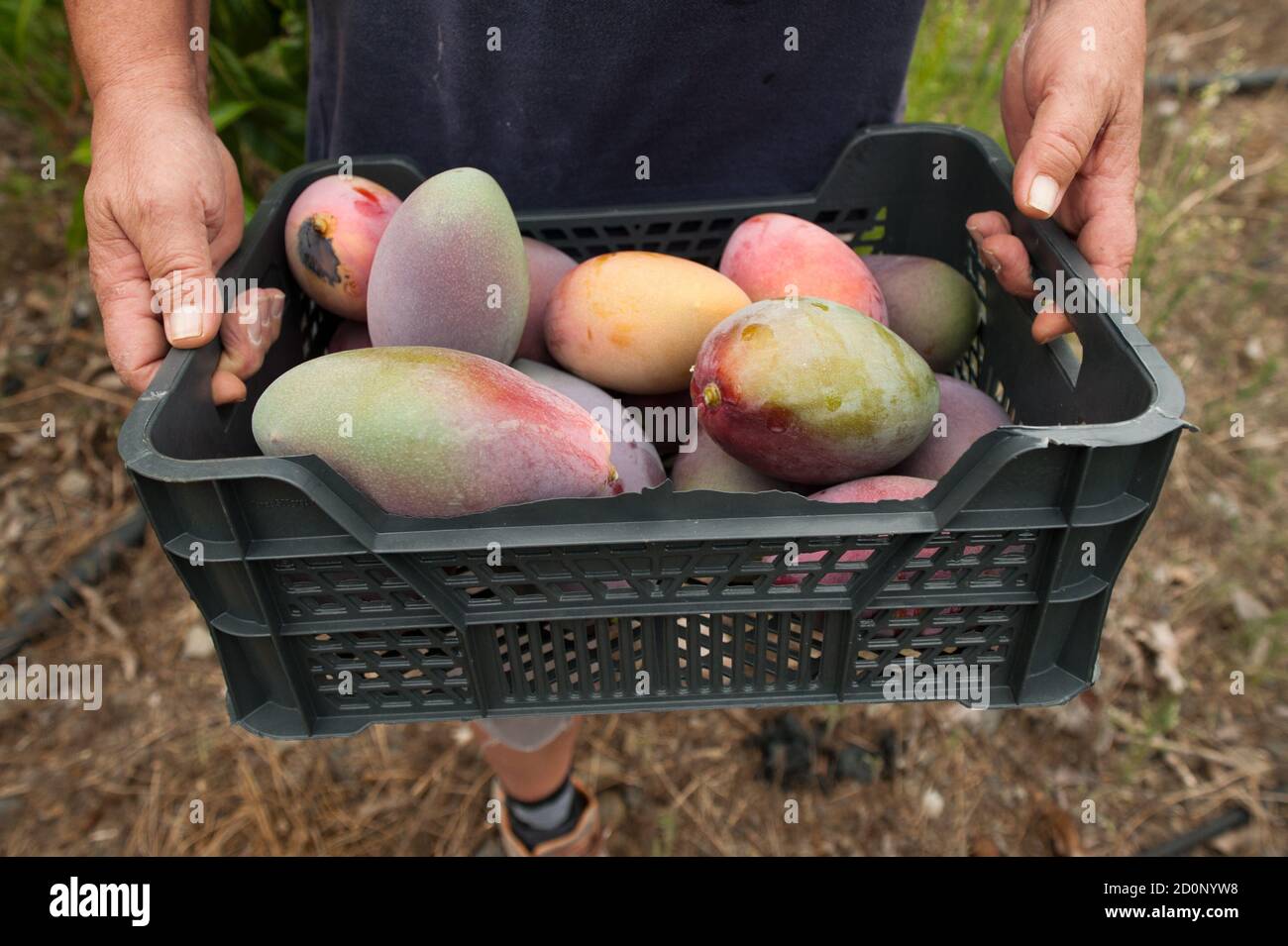 Récolte de fruits frais en boîte de mangue de la ferme biologique par les agriculteurs. Culture tropicale Banque D'Images